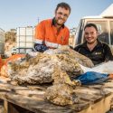 The Biggest Discovery Of Rare Gold Specimen Found In Western Australia